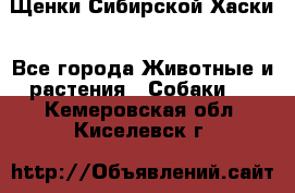 Щенки Сибирской Хаски - Все города Животные и растения » Собаки   . Кемеровская обл.,Киселевск г.